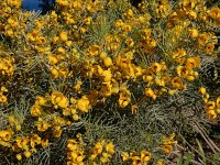Cassia artemisioides 3, Saxifraga-Ed Stikvoort