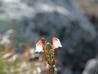 Cassiope tetragona 2, Saxifraga-Dirk Hilbers