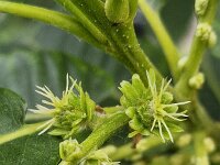 Castanea sativa, Sweet Chestnut