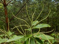 Castanea sativa 13, Tamme kastanje, Saxifraga-Ed Stikvoort