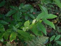 Castanea sativa 15, Tamme kastanje, Saxifraga-Ed Stikvoort