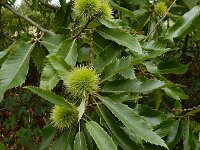 Castanea sativa 23, Tamme kastanje, Saxifraga-Ed Stikvoort
