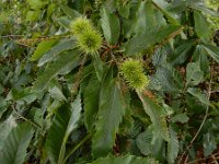 Castanea sativa 3, Tamme kastanje, Saxifraga-Ed Stikvoort