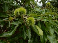 Castanea sativa 37, Tamme kastanje, Saxifraga-Ed Stikvoort