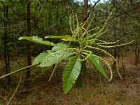 Castanea sativa 52, Tamme kastanje, Saxifraga-Ed Stikvoort