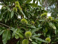 Castanea sativa 54, Tamme kastanje, Saxifraga-Ed Stikvoort