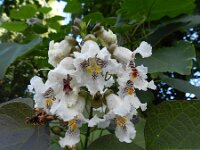 Catalpa bignonioides 5, Trompetboom, Saxifraga-Rutger Barendse