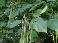 Catalpa bignonioides 6, Trompetboom, Saxifraga-Rutger Barendse
