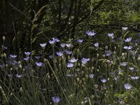 Catananche caerulea 3, Saxifraga-Marijke Verhagen