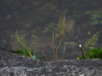 Catapodium rigidum 22, Stijf hardgras, Saxifraga-Ed Stikvoort : Limerick