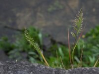 Catapodium rigidum 23, Stijf hardgras, Saxifraga-Ed Stikvoort : Limerick