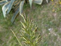 Catapodium rigidum 24, Stijf hardgras, Saxifraga-Jasenka Topic