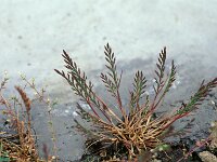 Catapodium rigidum 25, Stijf hardgras, Saxifraga-Piet Zomerdijk