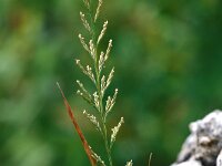 Catapodium rigidum 26, Stijf hardgras, Saxifraga-Inigo Sanchez