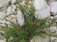 Catapodium rigidum 27, Stijf hardgras, Saxifraga-Jasenka Topic