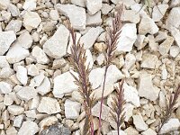 Catapodium rigidum 28, Stijf hardgras, Saxifraga-Jasenka Topic