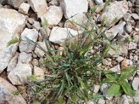 Catapodium rigidum 29, Stijf hardgras, Saxifraga-Jasenka Topic
