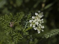 Caucalis platycarpos 2, Caucalis, Saxifraga-Marijke Verhagen
