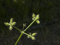 Caucalis platycarpos 3, Caucalis, Saxifraga-Marijke Verhagen
