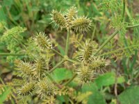 Caucalis platycarpos 4, Caucalis, Saxifraga-Jan Willem Jongepier