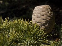Cedrus atlantica 10, Saxifraga-Willem van Kruijsbergen