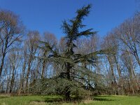 Cedrus atlantica 12, Atlasceder, Saxifraga-Ed Stikvoort