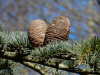 Cedrus atlantica 16, Atlasceder, Saxifraga-Ed Stikvoort