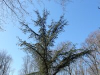 Cedrus atlantica 18, Atlasceder, Saxifraga-Ed Stikvoort