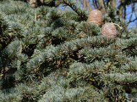 Cedrus atlantica 19, Atlasceder, Saxifraga-Ed Stikvoort