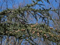 Cedrus atlantica 2, Atlasceder, Saxifraga-Ed Stikvoort