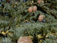Cedrus atlantica 20, Atlasceder, Saxifraga-Ed Stikvoort