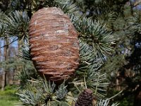Cedrus atlantica 21, Atlasceder, Saxifraga-Ed Stikvoort