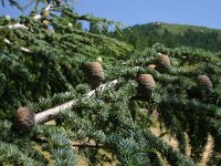 Cedrus atlantica 4, Saxifraga-Dirk Hilbers