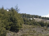 Cedrus atlantica 6, Saxifraga-Jan van der Straaten