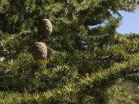 Cedrus atlantica 8, Saxifraga-Willem van Kruijsbergen