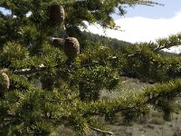 Cedrus atlantica 9, Saxifraga-Jan van der Straaten