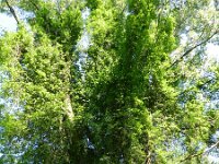 Celastrus orbiculatus 2, Saxifraga-Rutger Barendse