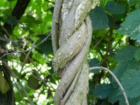 Celastrus orbiculatus 3, Saxifraga-Rutger Barendse