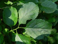 Celastrus orbiculatus 4, Saxifraga-Rutger Barendse