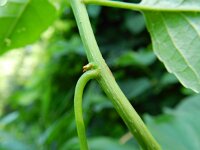 Celastrus orbiculatus 5, Saxifraga-Rutger Barendse