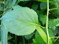 Celastrus orbiculatus 6, Saxifraga-Rutger Barendse