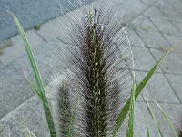 Cenchrus purpurascens 4, Breed lampenpoetsersgras, Saxifraga-Ed Stikvoort : s9900
