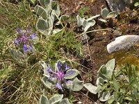Centaurea achtarovi 8, Saxifraga-Harry Jans  habitat Centaurea achtarovii : Habitat