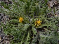 Centaurea benedicta 3, Gezegende distel,, Saxifraga-Ed Stikvoort : Jerevan - Garni A900