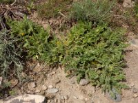 Centaurea benedicta 4, Gezegende distel,, Saxifraga-Ed Stikvoort : Yerevan - Zvartnots - Ejmiatsin