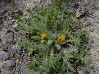Centaurea benedicta 5, Gezegende distel,, Saxifraga-Ed Stikvoort : Jerevan - Garni A900