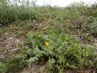 Centaurea benedicta 6, Gezegende distel,, Saxifraga-Ed Stikvoort : Yerevan - Garni A900