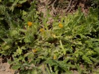 Centaurea benedicta 7, Gezegende distel,, Saxifraga-Ed Stikvoort : Yerevan - Zvartnots - Ejmiatsin