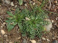 Centaurea calcitrapa 20, Kalketrip, Saxifraga-Ed Stikvoort : A900