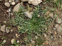 Centaurea calcitrapa 21, Kalketrip, Saxifraga-Ed Stikvoort : A900